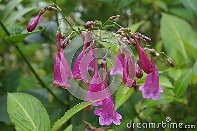 Strobilanthes cusia, also known as Assam indigo or Chinese rain bell Stock Photo