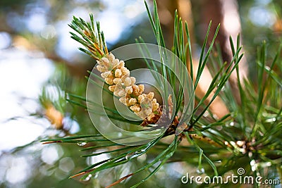 Strobile on the pine Stock Photo