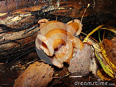 Gyromitra Gigas, snow false Morel, calf`s brain. Early spring forest mushroom macro. A large beautiful mushroom in the spring fore Stock Photo