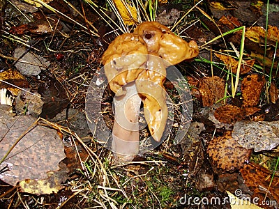 Gyromitra Gigas, snow false Morel, calf`s brain. Early spring forest mushroom macro. A large beautiful mushroom in the spring fore Stock Photo