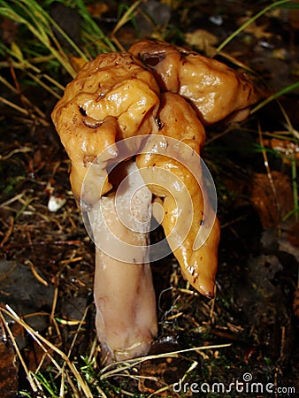 Gyromitra Gigas, snow false Morel, calf`s brain. Early spring forest mushroom macro. A large beautiful mushroom in the spring fore Stock Photo