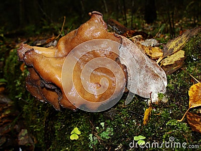 Gyromitra Gigas, snow false Morel, calf`s brain. Early spring forest mushroom macro. A large beautiful mushroom in the spring fore Stock Photo