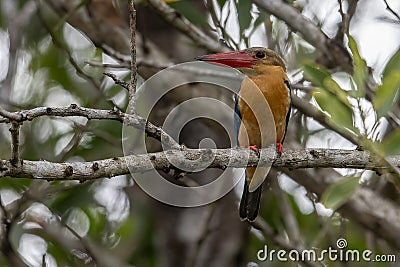Strok-billed kingfisher bird perching on tree branches Stock Photo