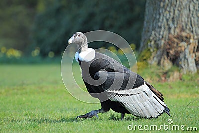 Strolling andean condor Stock Photo