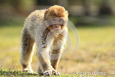 Strolling barbary macaque Stock Photo