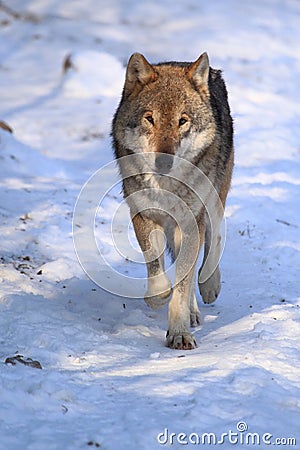 Strolling gray wolf Stock Photo