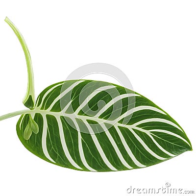 Stromanthe leaf oval leaf with striking green and white variegation and prominent veins Stromanthe sanguinea Stock Photo