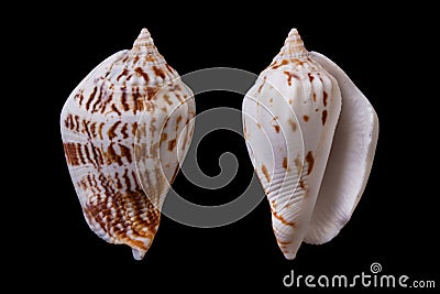 Strombus marginatus Stock Photo