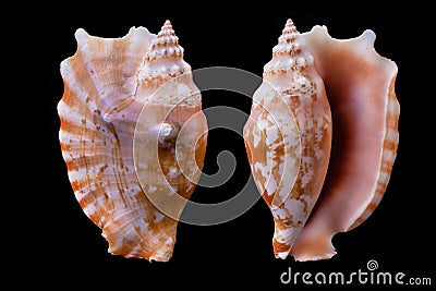 Strombus sinuatus Stock Photo