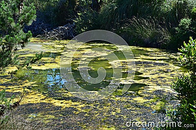 Algal bloom on pond surface Stock Photo