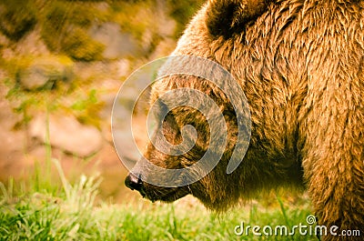 A strong, brown bear is sniffling and snooping in the grass, looking like a teddy Stock Photo