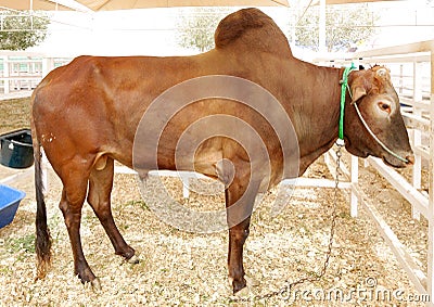 A strong bull with big hump Stock Photo