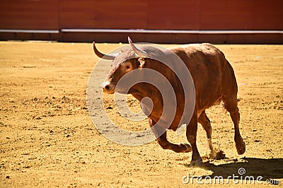 Strong bull in the bullring with big horns Stock Photo