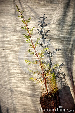 A strong female hand cradles small trees, ready for planting. Stock Photo