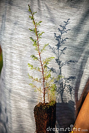 A strong female hand cradles small trees, ready for planting. Stock Photo