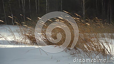 Strong gusty wind. Dry tall grass in a snowdrift. Beautiful winter snowy landscape Stock Photo