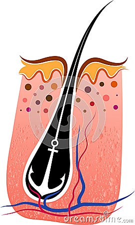 Strong hair transplantation logo Vector Illustration
