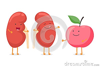 Strong healthy happy kidney smiling emotion character with red apple. Human anatomy genitourinary system internal organ Cartoon Illustration