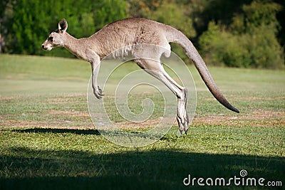 Strong Male Kangaroo Hopping Stock Photo