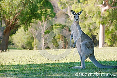 Strong Male Kangaroo Stock Photo