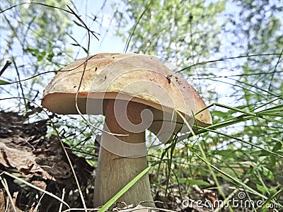 Strong mushroom boletus grew in a clearing Stock Photo