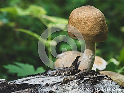 strong mushroom grown on the trunk of tree Stock Photo