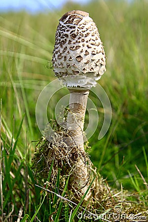 Strong mushroom pushes the forest soil and grass up Stock Photo