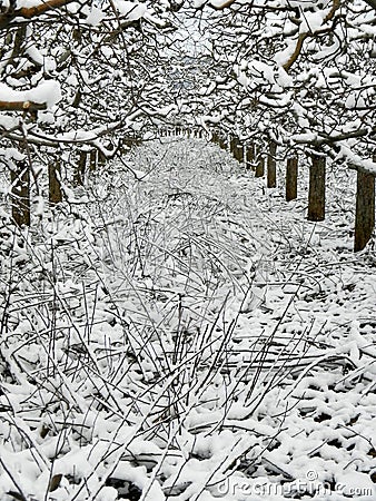 Strong pruned apple orchard under the snow Stock Photo