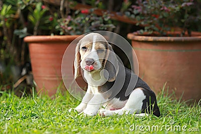 Strong purebred silver tri color beagle puppy in action Stock Photo