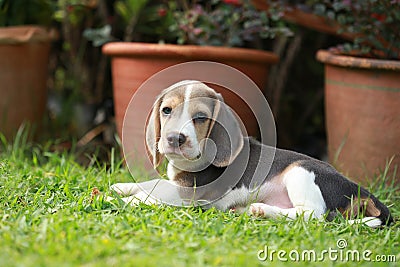 Strong purebred silver tri color beagle puppy in action Stock Photo