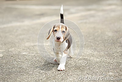 Strong purebred silver tri color beagle puppy in action Stock Photo