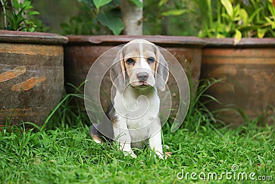 Strong purebred silver tri color beagle puppy in action Stock Photo