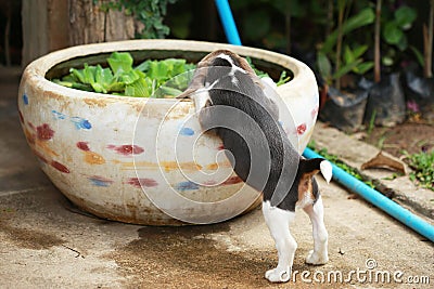 Strong purebred silver tri color beagle puppy in action Stock Photo