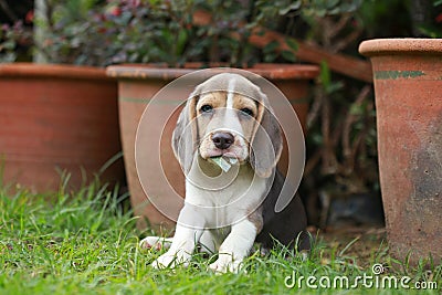 Strong purebred silver tri color beagle puppy in action Stock Photo