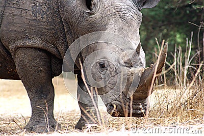Strong rihino Stock Photo