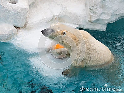 Strong smart polar bear Stock Photo