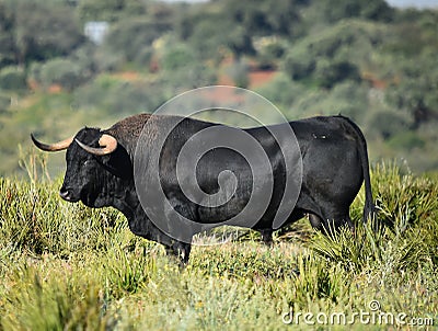 A strong spanish black bull Stock Photo