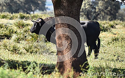 A strong spanish black bull Stock Photo
