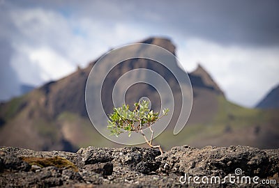 Strong tiny tree on the Volcanic landscape. Iceland, Laugavegur hiking track, concept of desire, willpower and strength Stock Photo