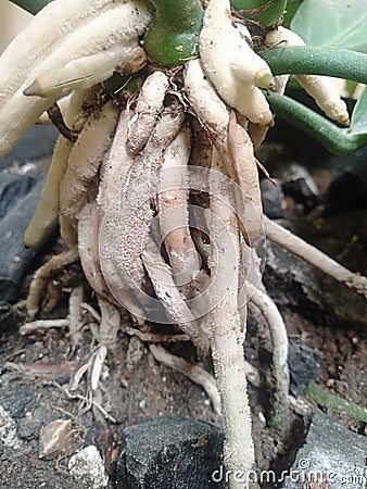 strong tree roots Stock Photo