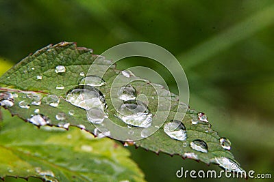 Water bubble on a flower leaf Stock Photo