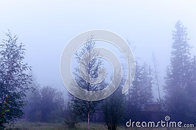 Strong white morning fog envelops the residential area with trees in the Northern taiga Stock Photo