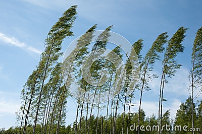 Strong wind blowing birch trees Stock Photo