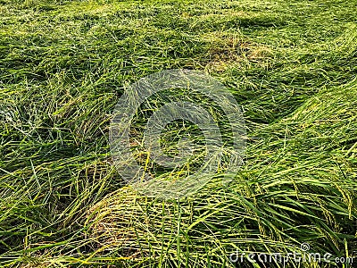 strong wind of storm caused damage rice field. Stock Photo