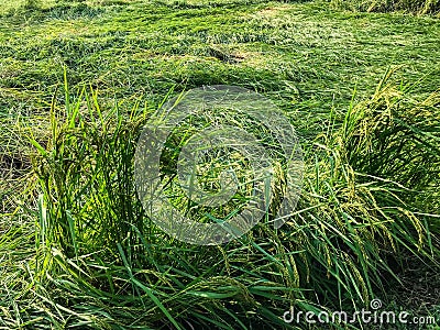 strong wind of storm caused damage rice field. Stock Photo