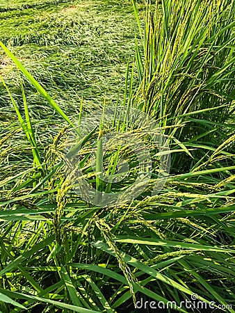 strong wind of storm caused damage rice field. Stock Photo