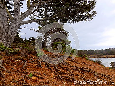 Cypress tree holding its ground with a large root ramification Stock Photo