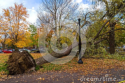 Strong winds in Molson Park at Montreal Editorial Stock Photo