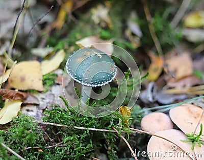 Stropharia aeruginosa, commonly known as the verdigris agaric. Stock Photo