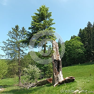 Struck by lightning tree evolved into 1 branch Stock Photo